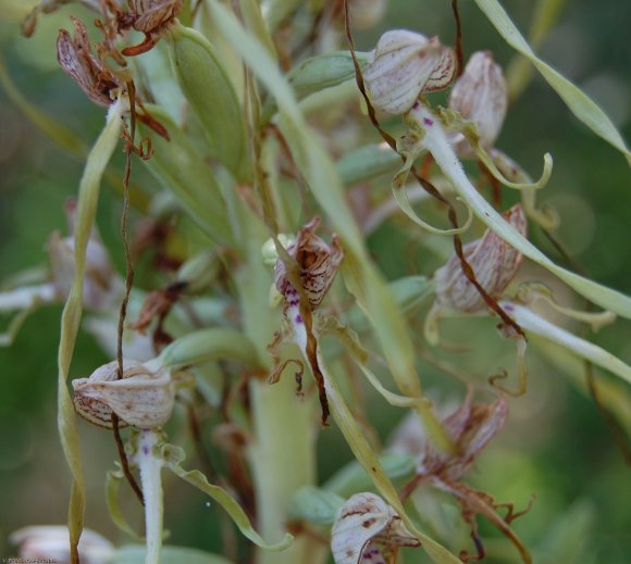 Himantoglossum hircinum (L.) Spreng. Orchidaceae -Orchis bouc