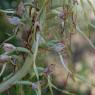 Himantoglossum hircinum (L.) Spreng. Orchidaceae -Orchis bouc