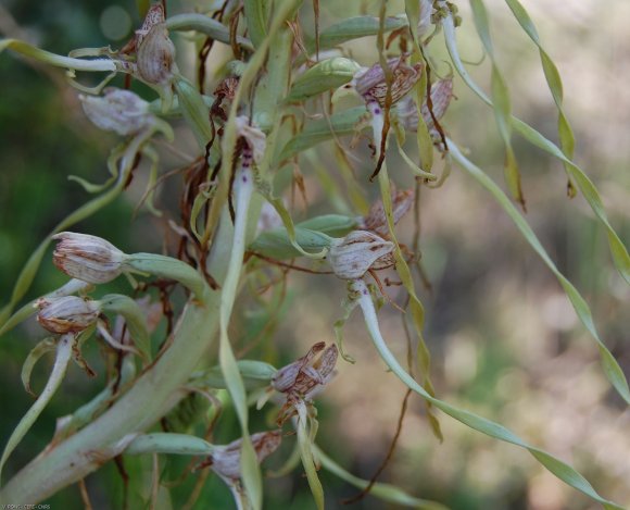 Himantoglossum hircinum (L.) Spreng. Orchidaceae -Orchis bouc