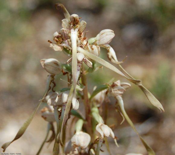 Himantoglossum hircinum (L.) Spreng. Orchidaceae -Orchis bouc