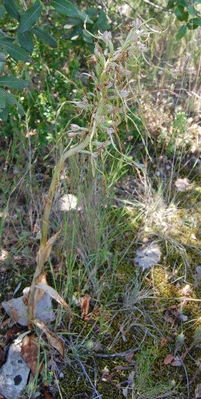 Himantoglossum hircinum (L.) Spreng. Orchidaceae -Orchis bouc