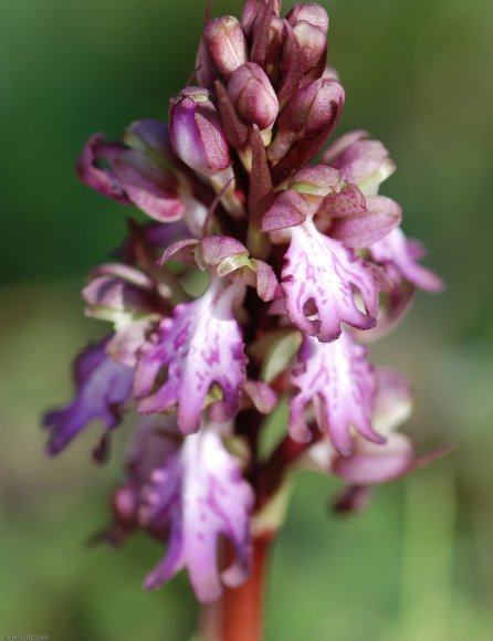 Himantoglossum robertianum (Loisel.) P.Delforge Orchidaceae - Or