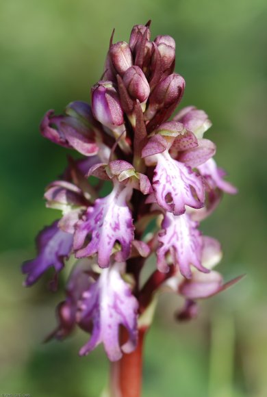 Himantoglossum robertianum (Loisel.) P.Delforge Orchidaceae - Or