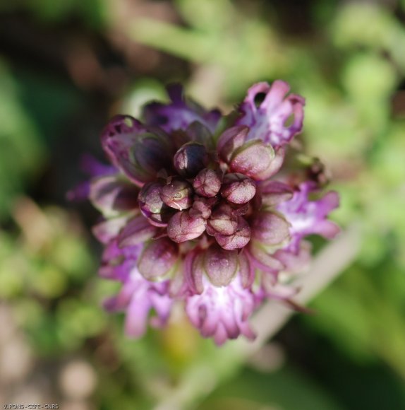 Himantoglossum robertianum (Loisel.) P.Delforge Orchidaceae - Or