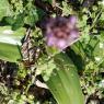 Himantoglossum robertianum (Loisel.) P.Delforge Orchidaceae - Or