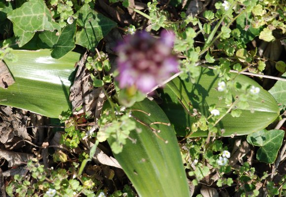 Himantoglossum robertianum (Loisel.) P.Delforge Orchidaceae - Or