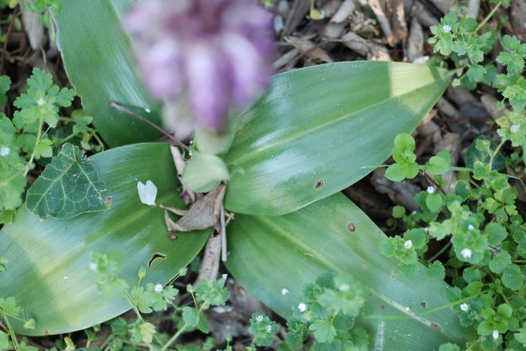 Himantoglossum robertianum (Loisel.) P.Delforge Orchidaceae - Or