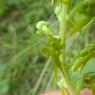 Neottia ovata (L.) Bluff & Fingerh. Orchidaceae
 - Grande Listèr