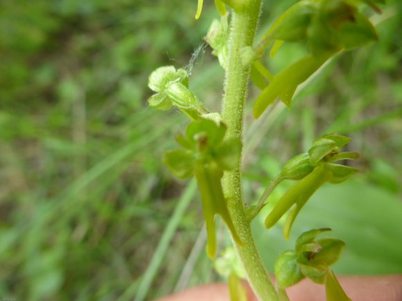 Neottia ovata (L.) Bluff & Fingerh. Orchidaceae
 - Grande Listèr