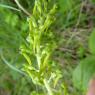 Neottia ovata (L.) Bluff & Fingerh. Orchidaceae
 - Grande Listèr