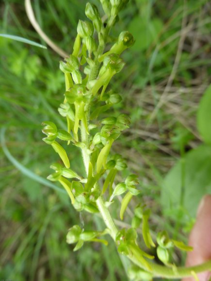 Neottia ovata (L.) Bluff & Fingerh. Orchidaceae
 - Grande Listèr