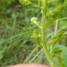 Neottia ovata (L.) Bluff & Fingerh. Orchidaceae
 - Grande Listèr