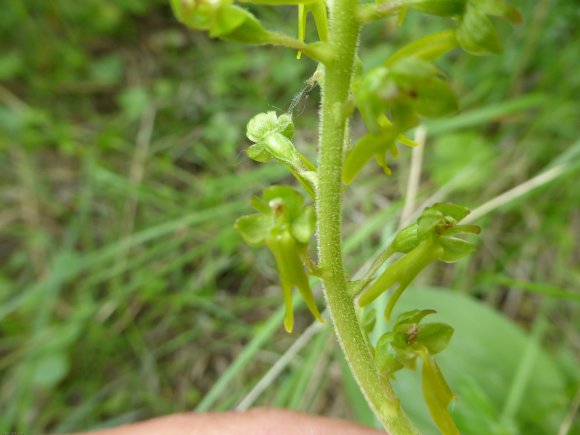 Neottia ovata (L.) Bluff & Fingerh. Orchidaceae
 - Grande Listèr