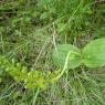 Neottia ovata (L.) Bluff & Fingerh. Orchidaceae
 - Grande Listèr