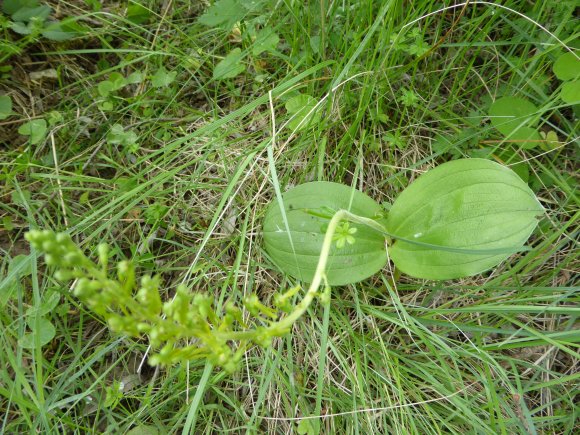 Neottia ovata (L.) Bluff & Fingerh. Orchidaceae
 - Grande Listèr