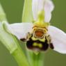 Ophrys apifera Huds. Orchidaceae - Ophrys abeille