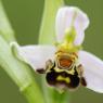 Ophrys apifera Huds. Orchidaceae - Ophrys abeille