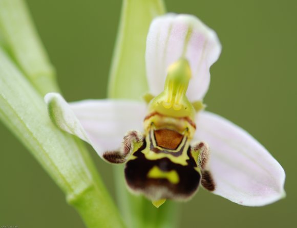 Ophrys apifera Huds. Orchidaceae - Ophrys abeille