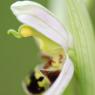 Ophrys apifera Huds. Orchidaceae - Ophrys abeille