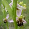 Ophrys apifera Huds. Orchidaceae - Ophrys abeille