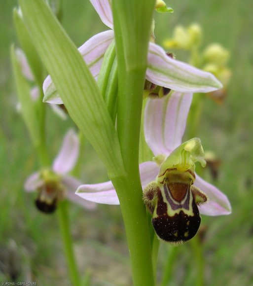 Ophrys apifera Huds. Orchidaceae - Ophrys abeille