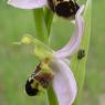 Ophrys apifera Huds. Orchidaceae - Ophrys abeille