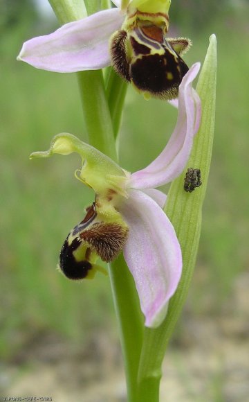 Ophrys apifera Huds. Orchidaceae - Ophrys abeille