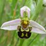 Ophrys apifera Huds. Orchidaceae - Ophrys abeille