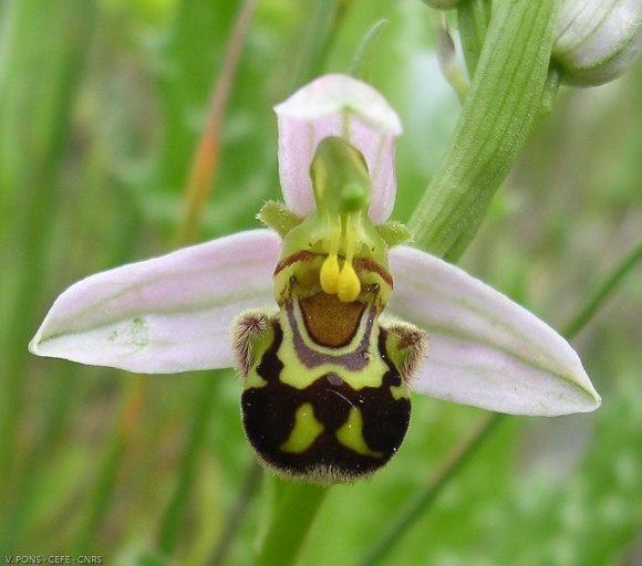 Ophrys apifera Huds. Orchidaceae - Ophrys abeille