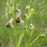 Ophrys apifera Huds. Orchidaceae - Ophrys abeille