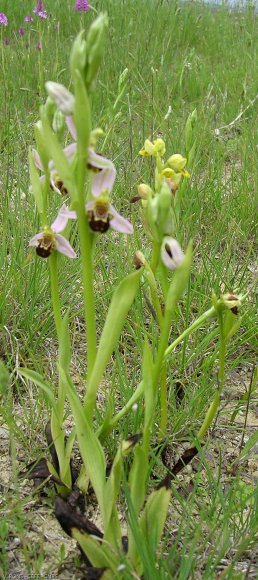 Ophrys apifera Huds. Orchidaceae - Ophrys abeille