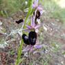 Ophrys bertolonii subsp. bertolonii Orchidaceae Ophrys de Bertol