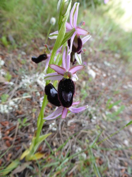 Ophrys bertolonii subsp. bertolonii Orchidaceae Ophrys de Bertol