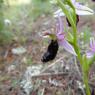 Ophrys bertolonii subsp. bertolonii Orchidaceae Ophrys de Bertol