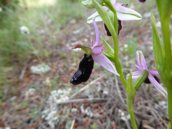 Ophrys bertolonii subsp. bertolonii Orchidaceae Ophrys de Bertol