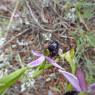 Ophrys bertolonii subsp. bertolonii Orchidaceae Ophrys de Bertol