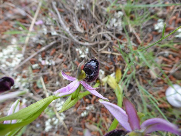 Ophrys bertolonii subsp. bertolonii Orchidaceae Ophrys de Bertol