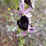 Ophrys bertolonii subsp. bertolonii Orchidaceae Ophrys de Bertol