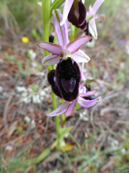 Ophrys bertolonii subsp. bertolonii Orchidaceae Ophrys de Bertol