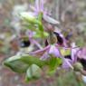 Ophrys bertolonii subsp. bertolonii Orchidaceae Ophrys de Bertol