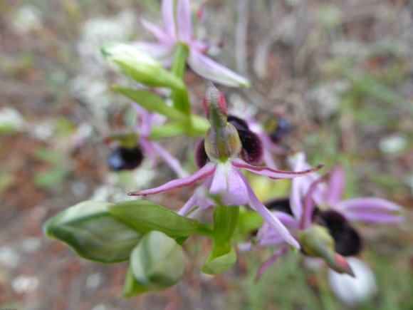 Ophrys bertolonii subsp. bertolonii Orchidaceae Ophrys de Bertol