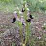 Ophrys bertolonii subsp. bertolonii Orchidaceae Ophrys de Bertol