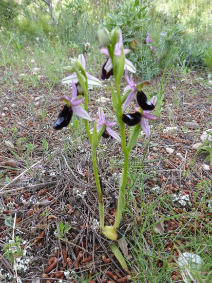 Ophrys bertolonii subsp. bertolonii Orchidaceae Ophrys de Bertol