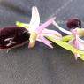 Ophrys bertolonii subsp. bertolonii Orchidaceae Ophrys de Bertol