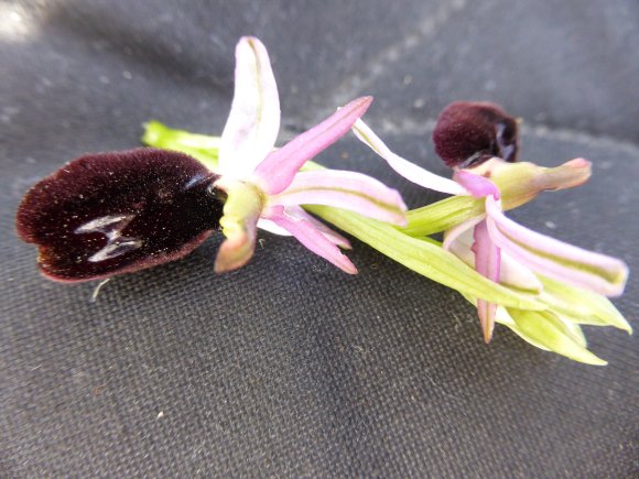 Ophrys bertolonii subsp. bertolonii Orchidaceae Ophrys de Bertol