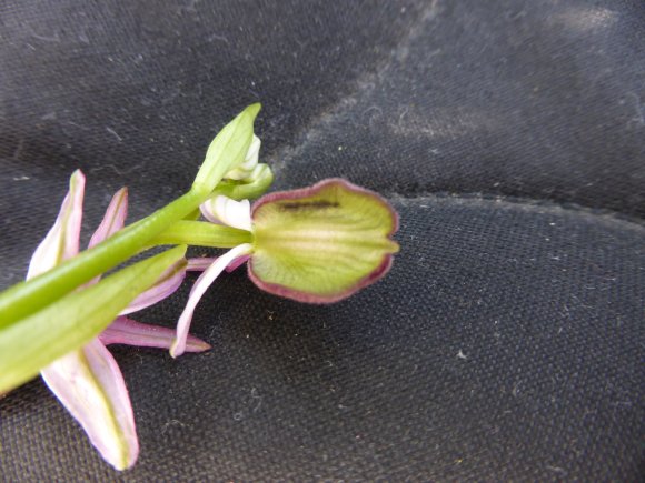 Ophrys bertolonii subsp. bertolonii Orchidaceae Ophrys de Bertol