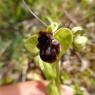 Ophrys bombyliflora Link Orchidaceae Ophrys bombyx