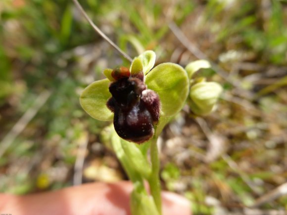 Ophrys bombyliflora Link Orchidaceae Ophrys bombyx