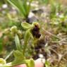 Ophrys bombyliflora Link Orchidaceae Ophrys bombyx