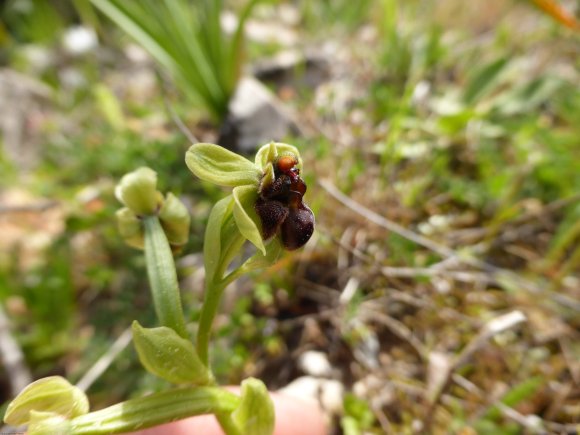 Ophrys bombyliflora Link Orchidaceae Ophrys bombyx